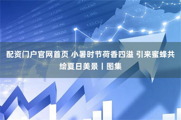 配资门户官网首页 小暑时节荷香四溢 引来蜜蜂共绘夏日美景丨图集
